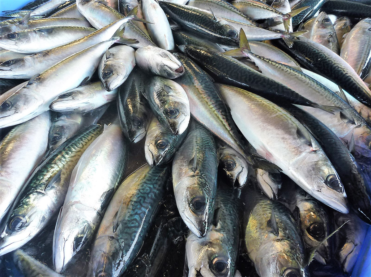 まん福HDが仕入れるサバ